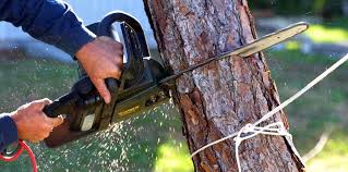 How Our Tree Care Process Works  in St Cloud, MN